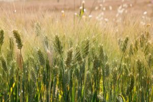 wheat, green, earth-5210253.jpg